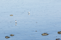 wcb_Rheiderland_049