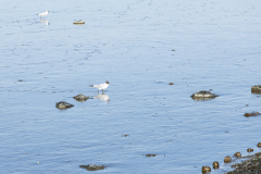 wcb_Rheiderland_050