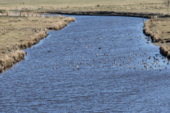 wcb_Rheiderland_054