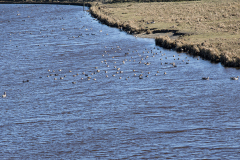 wcb_Rheiderland_057