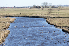 wcb_Rheiderland_060