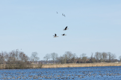 wcb_Rheiderland_066