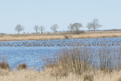 wcb_Rheiderland_067