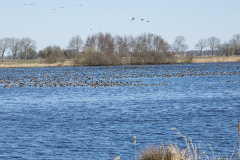 wcb_Rheiderland_068