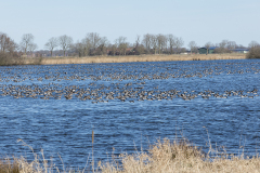 wcb_Rheiderland_069