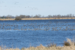 wcb_Rheiderland_070