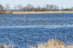 wcb_Rheiderland_072