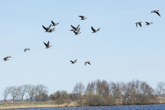 wcb_Rheiderland_075