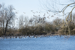 wcb_Rheiderland_081