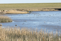 wcb_Rheiderland_086
