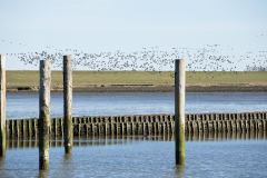 wcb_Rheiderland_088