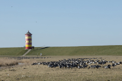 wcb_Rheiderland_089