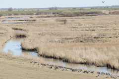 wcb_Rheiderland_092