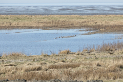 wcb_Rheiderland_093