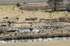 wcb_Rheiderland_094