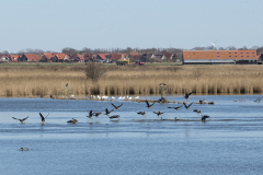 wcb_Rheiderland_101