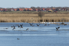 wcb_Rheiderland_102