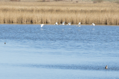wcb_Rheiderland_105