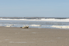 wcb_PferdeReiterinnen_08