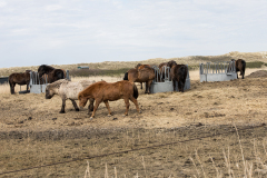 wcb_PferdeReiterinnen_26