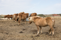 wcb_PferdeReiterinnen_27