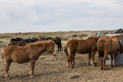 wcb_PferdeReiterinnen_28