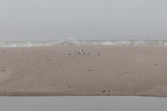 142_Seeraeuber